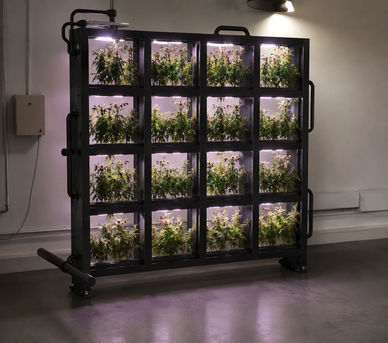 The plant-wall proof of concept under controlled LED lighting